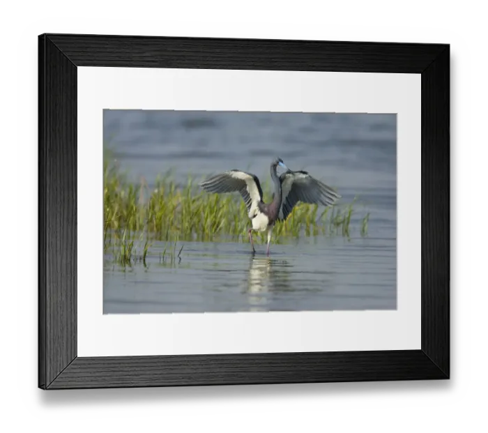 Framed Print : Tricolored Heron (Egretta tricolor) with captured fish prey, Rio Grande Valley, Texas Framed Print : Tricolored Heron (Egretta tricolor) with captured fish prey, Rio Grande Valley, Texas