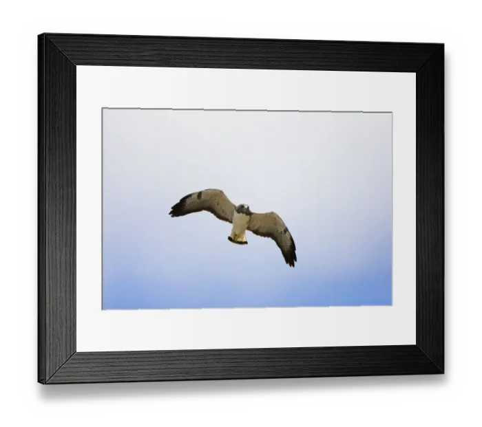 Framed Print : White-tailed Hawk (Buteo albicaudatus) flying, Rio Grande Valley, Texas Framed Print : White-tailed Hawk (Buteo albicaudatus) flying, Rio Grande Valley, Texas