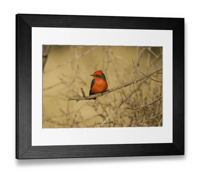 Framed Print : Vermilion Flycatcher (Pyrocephalus rubinus) male, Santa Rita Mountains, Arizona Framed Print : Vermilion Flycatcher (Pyrocephalus rubinus) male, Santa Rita Mountains, Arizona