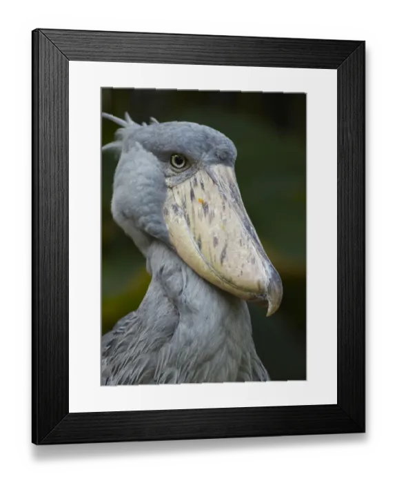 Framed Print : Shoebill (Balaeniceps rex), Jurong Bird Park, Singapore Framed Print : Shoebill (Balaeniceps rex), Jurong Bird Park, Singapore