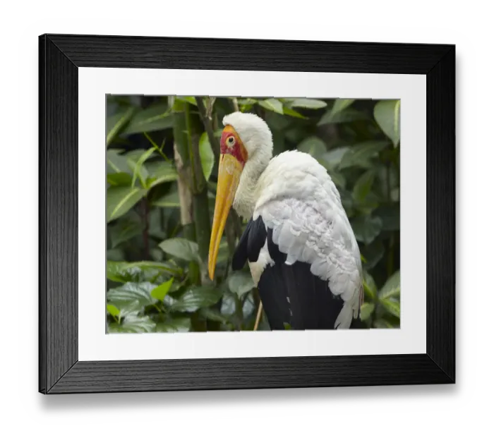 Framed Print : Yellow-billed Stork (Mycteria ibis), Jurong Bird Park, Singapore Framed Print : Yellow-billed Stork (Mycteria ibis), Jurong Bird Park, Singapore