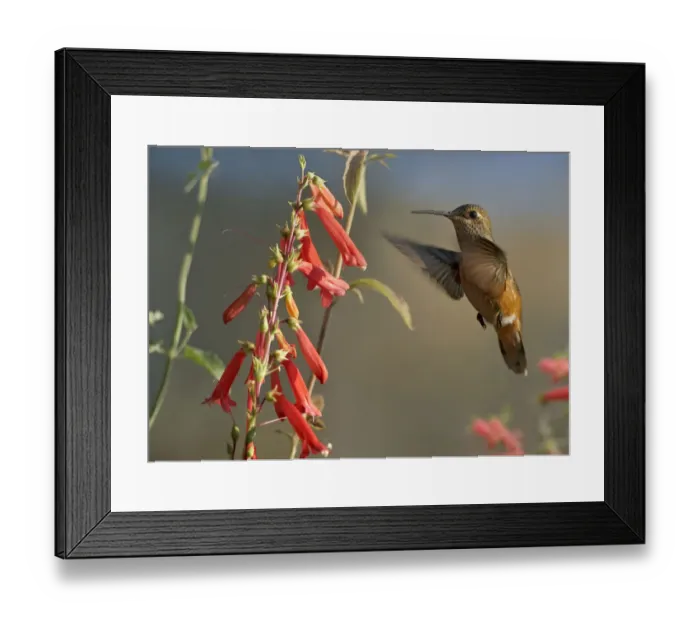 Framed Print : Broad-tailed Hummingbird (Selasphorus platycercus) feeding on flower nectar, Santa Fe Framed Print : Broad-tailed Hummingbird (Selasphorus platycercus) feeding on flower nectar, Santa Fe