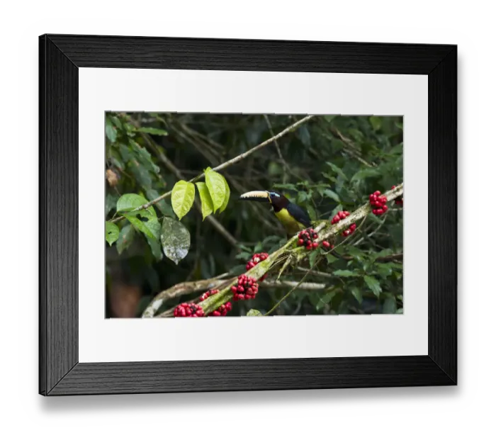 Framed Print : Lettered Aracari (Pteroglossus inscriptus), Yasuni National Park, Amazon Rainforest Framed Print : Lettered Aracari (Pteroglossus inscriptus), Yasuni National Park, Amazon Rainforest