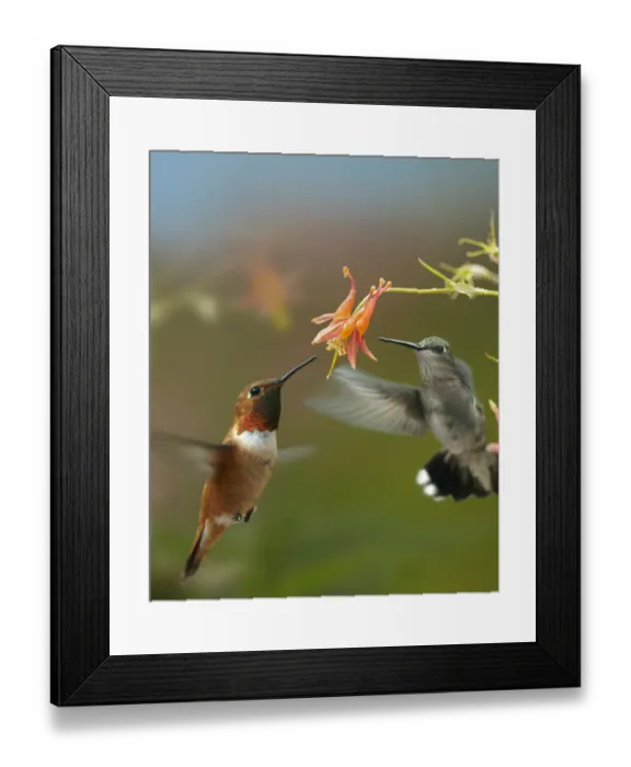 Framed Print : Rufous Hummingbird (Selasphorus rufus) male and Black-chinned Hummingbird (Archilochus