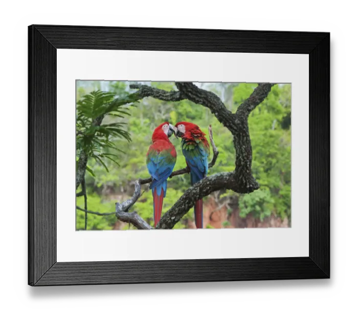 Framed Print : Red and Green Macaw (Ara chloroptera) pair courting, Buraco das Araras, Mato Grosso do Sul Framed Print : Red and Green Macaw (Ara chloroptera) pair courting, Buraco das Araras, Mato Grosso do Sul