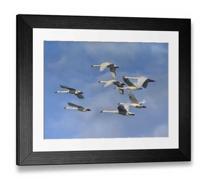 Framed Print : Trumpeter Swan (Cygnus buccinator) flock flying, Arkansas Framed Print : Trumpeter Swan (Cygnus buccinator) flock flying, Arkansas