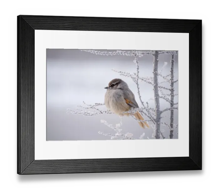 Framed Print : Siberian Jay (Perisoreus infaustus), Putorana Plateau, Siberia, Russia