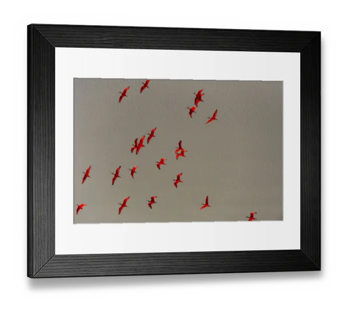 Framed Print : Scarlet Ibis (Eudocimus ruber) flock flying, Shell Beach, Guyana