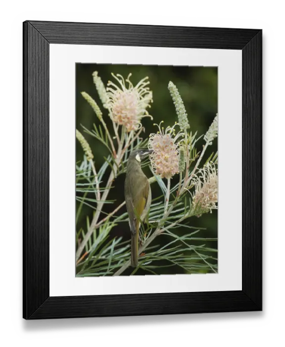 Framed Print : Lewins Honeyeater (Meliphaga lewinii) feeding on Grevillea (Grevillea sp) flower nectar Framed Print : Lewins Honeyeater (Meliphaga lewinii) feeding on Grevillea (Grevillea sp) flower nectar