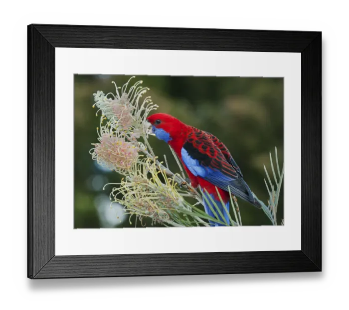 Framed Print : Crimson Rosella (Platycercus elegans) feeding on Grevillea (Grevillea sp) flower nectar Framed Print : Crimson Rosella (Platycercus elegans) feeding on Grevillea (Grevillea sp) flower nectar