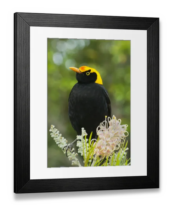 Framed Print : Regent Bowerbird (Sericulus chrysocephalus) male, Lamington National Park, Queensland Framed Print : Regent Bowerbird (Sericulus chrysocephalus) male, Lamington National Park, Queensland