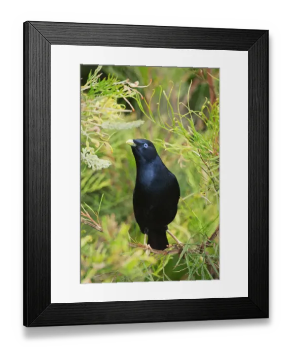 Framed Print : Satin Bowerbird (Ptilonorhynchus violaceus) male, Lamington National Park, Queensland Framed Print : Satin Bowerbird (Ptilonorhynchus violaceus) male, Lamington National Park, Queensland