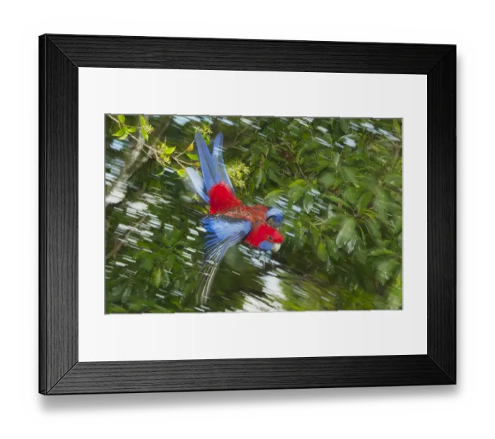 Framed Print : Crimson Rosella (Platycercus elegans) flying, Lamington National Park, Queensland Framed Print : Crimson Rosella (Platycercus elegans) flying, Lamington National Park, Queensland