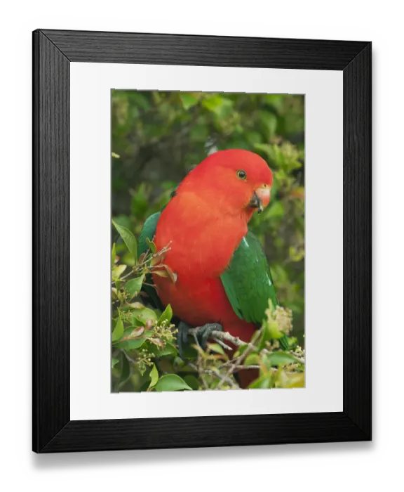 Framed Print : Australian King Parrot (Alisterus scapularis) male, Lamington National Park, Queensland Framed Print : Australian King Parrot (Alisterus scapularis) male, Lamington National Park, Queensland