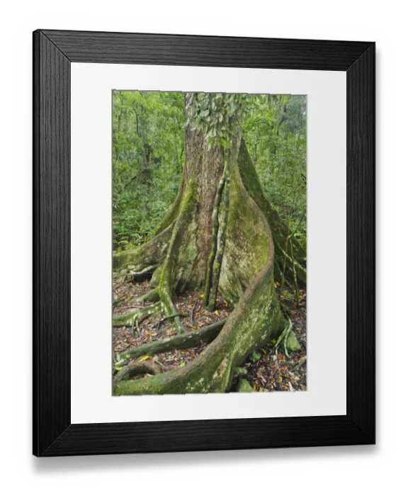 Framed Print : Black Booyong (Argyrodendron actinophyllum) tree with buttress root, Lamington National Park Framed Print : Black Booyong (Argyrodendron actinophyllum) tree with buttress root, Lamington National Park
