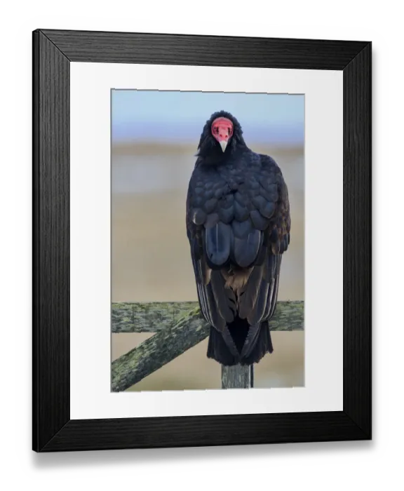 Framed Print : Turkey Vulture (Cathartes aura), Sea Lion Island, Falkland Islands Framed Print : Turkey Vulture (Cathartes aura), Sea Lion Island, Falkland Islands