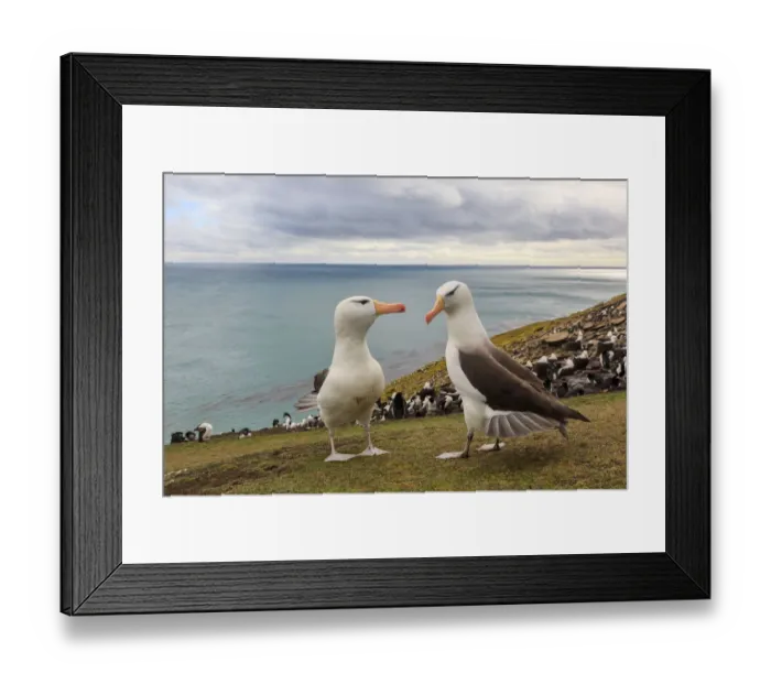 Framed Print : Black-browed Albatross (Thalassarche melanophrys) pair courting, Saunders Island Framed Print : Black-browed Albatross (Thalassarche melanophrys) pair courting, Saunders Island