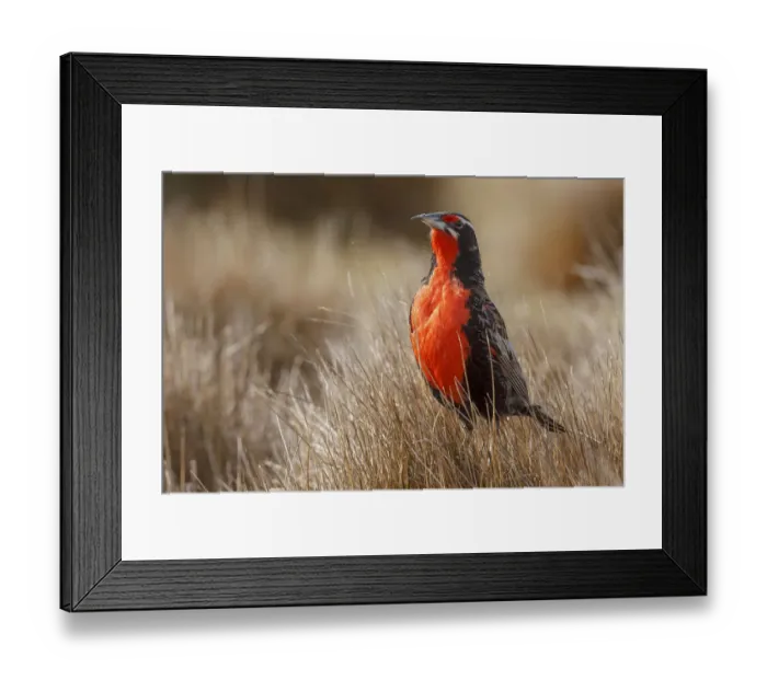 Framed Print : Long-tailed Meadowlark (Sturnella loyca) male, Falkland Islands Framed Print : Long-tailed Meadowlark (Sturnella loyca) male, Falkland Islands