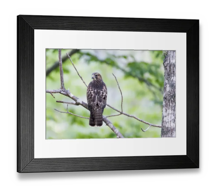 Framed Print : Northern Goshawk (Accipiter gentilis) juvenile, Nova Scotia, Canada Framed Print : Northern Goshawk (Accipiter gentilis) juvenile, Nova Scotia, Canada