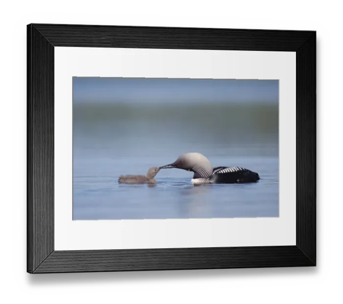 Framed Print : Pacific Loon (Gavia pacifica) parent feeding chick, North America Framed Print : Pacific Loon (Gavia pacifica) parent feeding chick, North America