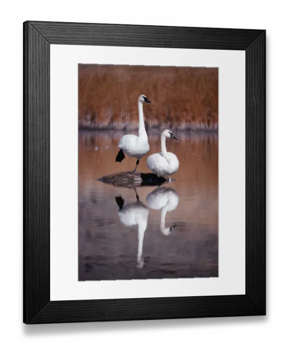Framed Print : Trumpeter Swan (Cygnus buccinator) pair with reflections in lake, Yellowstone National Park