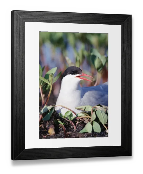 Framed Print : Arctic Tern (Sterna paradisaea) parent incubating eggs on nest, North America Framed Print : Arctic Tern (Sterna paradisaea) parent incubating eggs on nest, North America