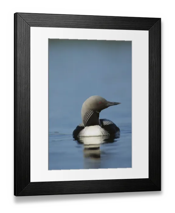 Framed Print : Pacific Loon (Gavia pacifica) on lake, North America Framed Print : Pacific Loon (Gavia pacifica) on lake, North America