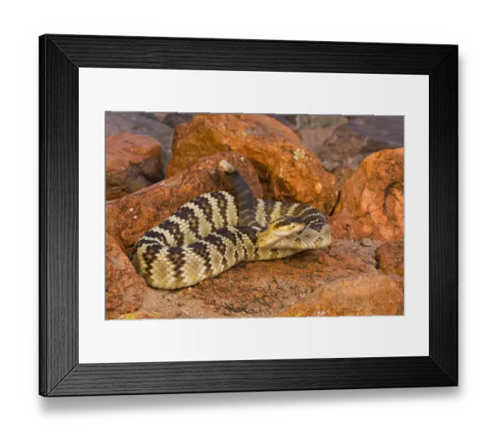 Framed Print : Black-tailed Rattlesnake (Crotalus molossus), Arizona