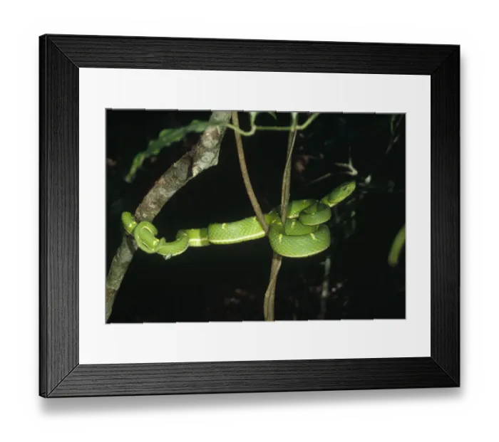 Framed Print : Asian Pit Viper (Trimeresurus sp) coiled in tree, Monteverde Cloud Forest Reserve Framed Print : Asian Pit Viper (Trimeresurus sp) coiled in tree, Monteverde Cloud Forest Reserve