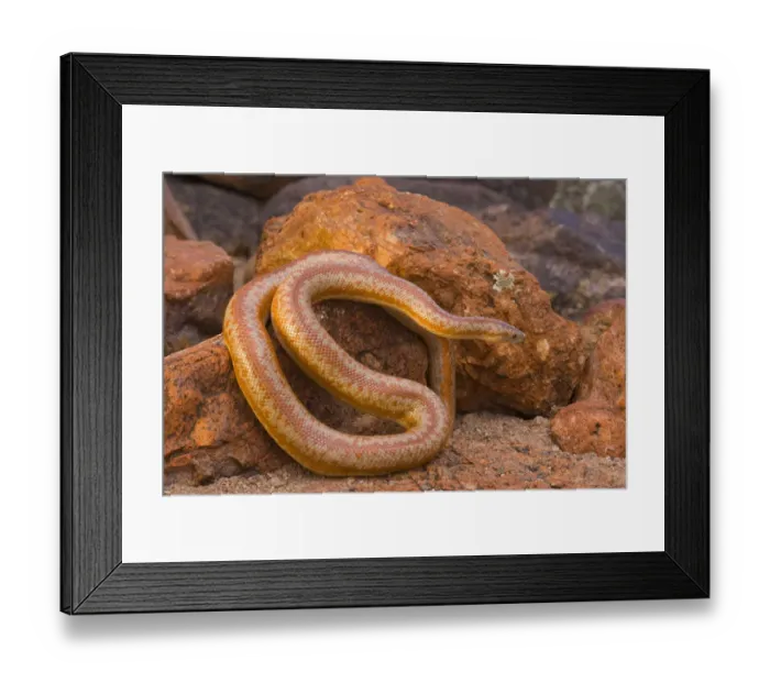 Framed Print : Rosy Boa (Lichanura trivirgata), Arizona Framed Print : Rosy Boa (Lichanura trivirgata), Arizona