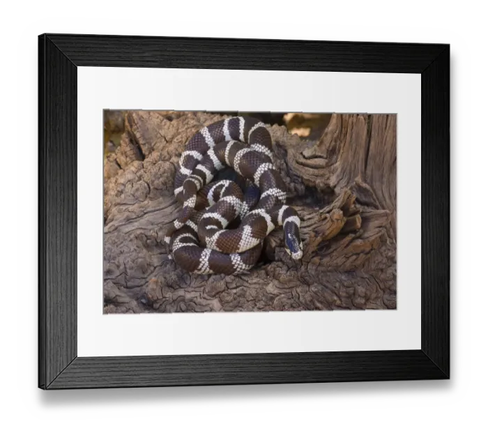 Framed Print : Common Kingsnake (Lampropeltis getulus), Arizona