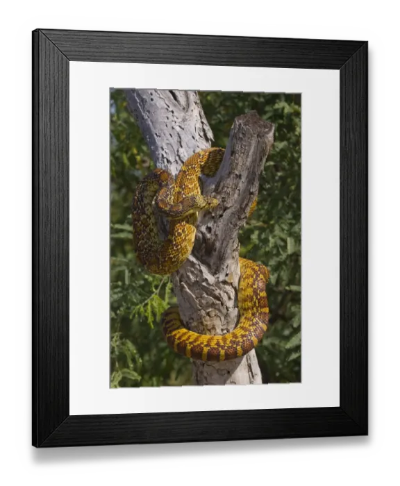 Framed Print : Eastern Glossy Snake (Arizona elegans) in tree, Arizona