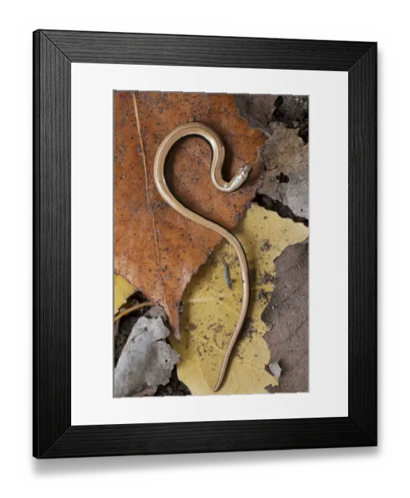 Framed Print : Slow Worm (Anguis fragilis) on forest floor, Catalonia, Spain Framed Print : Slow Worm (Anguis fragilis) on forest floor, Catalonia, Spain