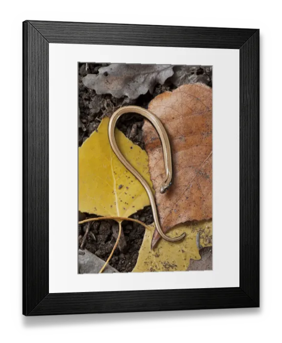 Framed Print : Slow Worm (Anguis fragilis) on forest floor, Catalonia, Spain Framed Print : Slow Worm (Anguis fragilis) on forest floor, Catalonia, Spain