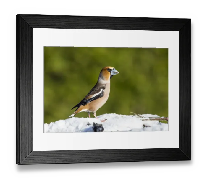 Framed Print : Hawfinch (Coccothraustes coccothraustes) male in winter, Bavaria, Germany Framed Print : Hawfinch (Coccothraustes coccothraustes) male in winter, Bavaria, Germany