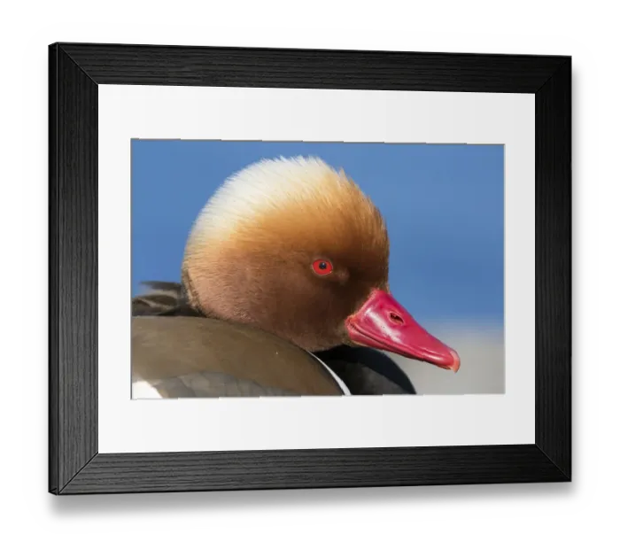 Framed Print : Red-crested Pochard (Netta rufina) male, Germany Framed Print : Red-crested Pochard (Netta rufina) male, Germany