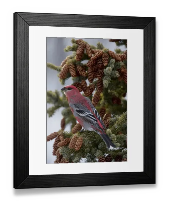 Framed Print : Pine Grosbeak (Pinicola enucleator), Alaska Framed Print : Pine Grosbeak (Pinicola enucleator), Alaska