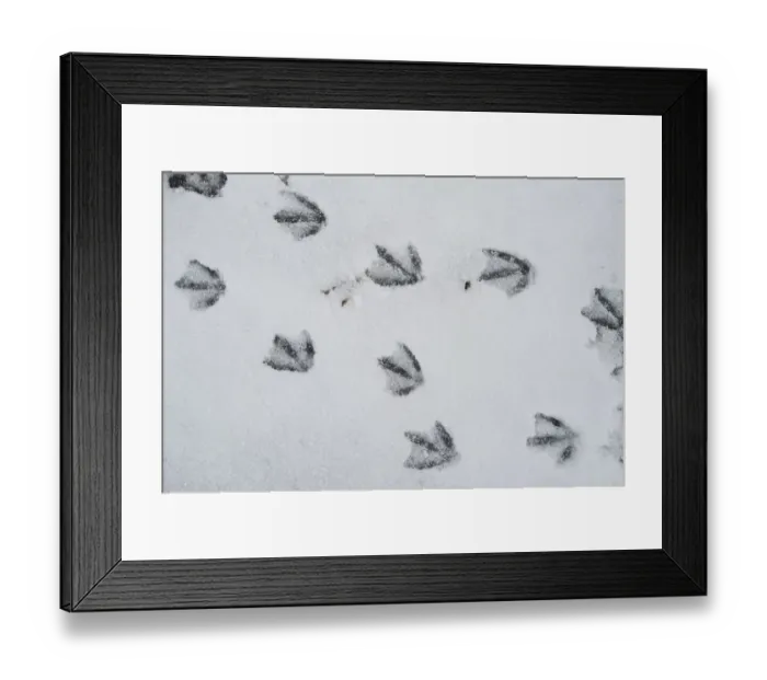 Framed Print : Canada Goose (Branta canadensis) tracks in snow, Alaska Framed Print : Canada Goose (Branta canadensis) tracks in snow, Alaska