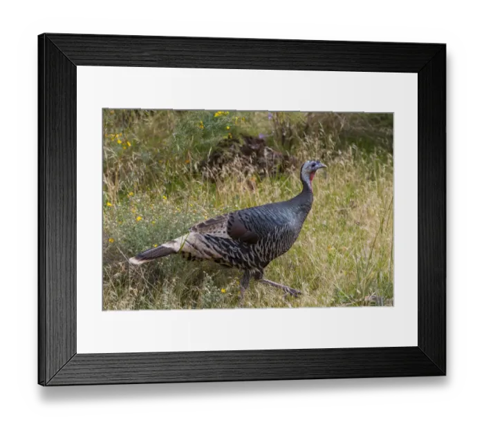 Framed Print : Wild Turkey (Meleagris gallopavo), Zion National Park, Utah Framed Print : Wild Turkey (Meleagris gallopavo), Zion National Park, Utah