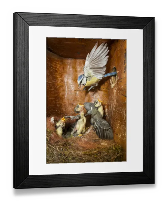 Framed Print : Blue Tit (Cyanistes caeruleus) parent feeding young in nest box, Bavaria, Germany Framed Print : Blue Tit (Cyanistes caeruleus) parent feeding young in nest box, Bavaria, Germany