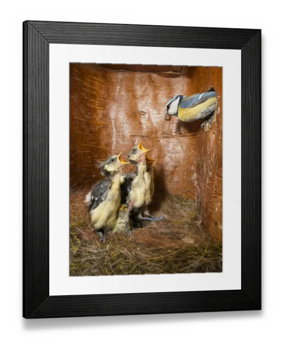 Framed Print : Blue Tit (Cyanistes caeruleus) parent feeding young in nest box, Bavaria, Germany Framed Print : Blue Tit (Cyanistes caeruleus) parent feeding young in nest box, Bavaria, Germany