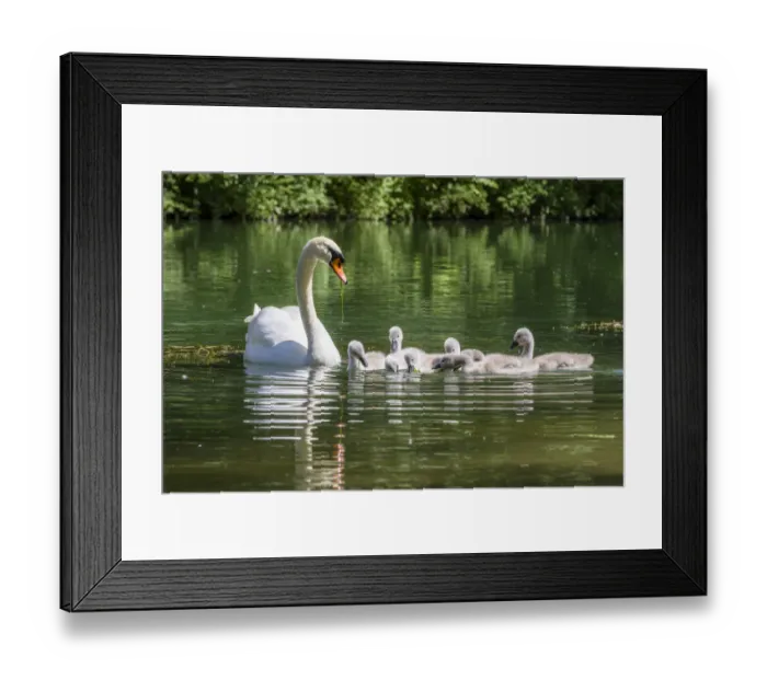 Framed Print : Mute Swan (Cygnus olor) parent with cygnets, Bavaria, Germany Framed Print : Mute Swan (Cygnus olor) parent with cygnets, Bavaria, Germany