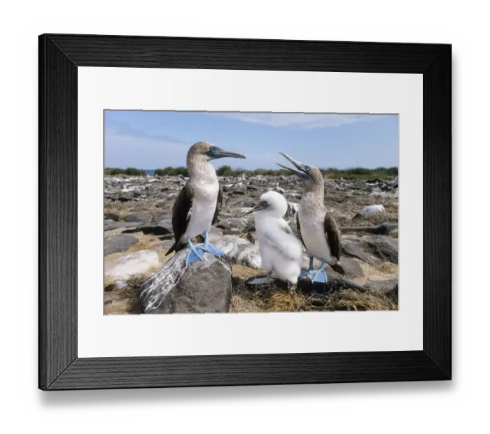 Framed Print : Blue-footed Booby (Sula nebouxii) parents with chick, Galapagos Islands, Ecuador Framed Print : Blue-footed Booby (Sula nebouxii) parents with chick, Galapagos Islands, Ecuador