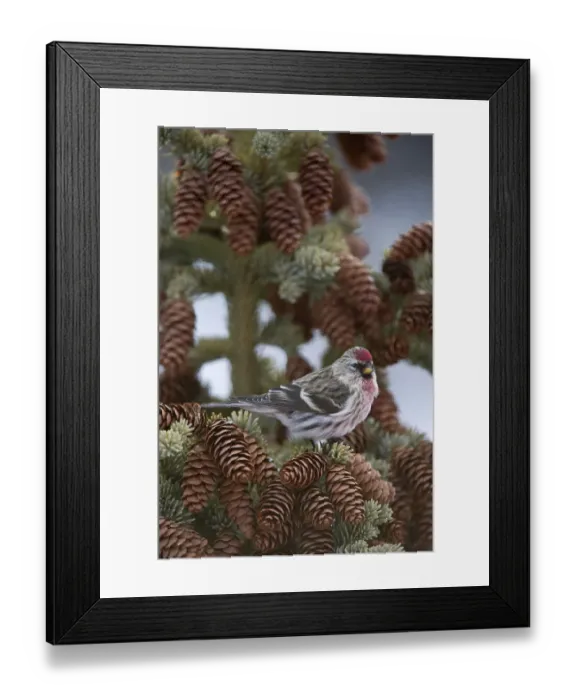 Framed Print : Common Redpoll (Carduelis flammea), Alaska Framed Print : Common Redpoll (Carduelis flammea), Alaska