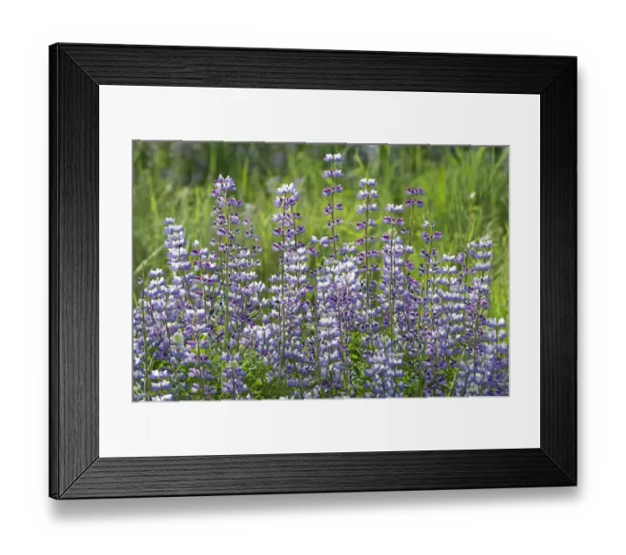 Framed Print : Lupine (Lupinus sp) flowers, Redwood National Park, California Framed Print : Lupine (Lupinus sp) flowers, Redwood National Park, California