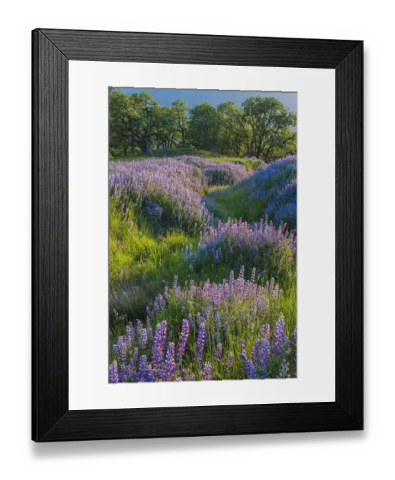 Framed Print : Lupine (Lupinus sp) flowers and Oak (Quercus sp) trees, Redwood National Park, California