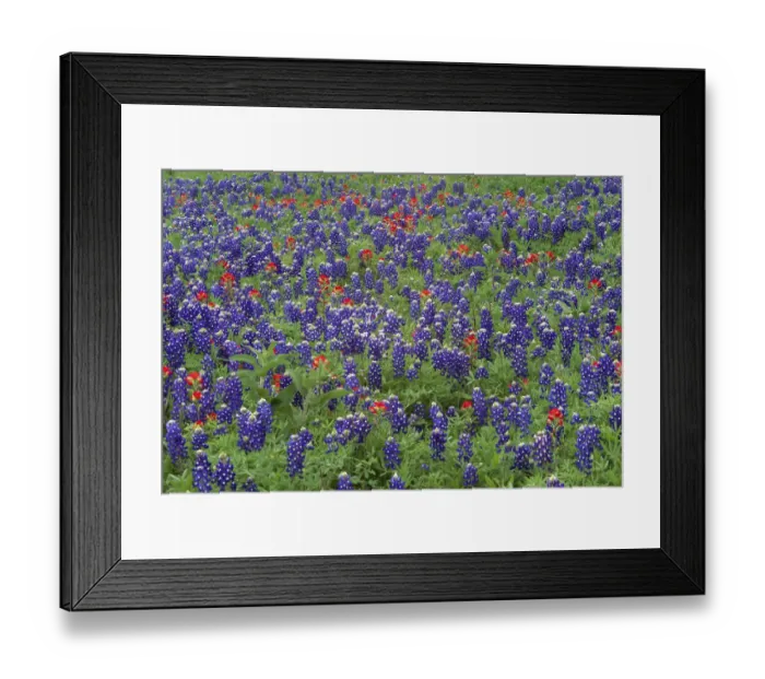 Framed Print : Sand Bluebonnet (Lupinus subcarnosus) and Paintbrush (Castilleja sp) flowers, Hill Country Framed Print : Sand Bluebonnet (Lupinus subcarnosus) and Paintbrush (Castilleja sp) flowers, Hill Country