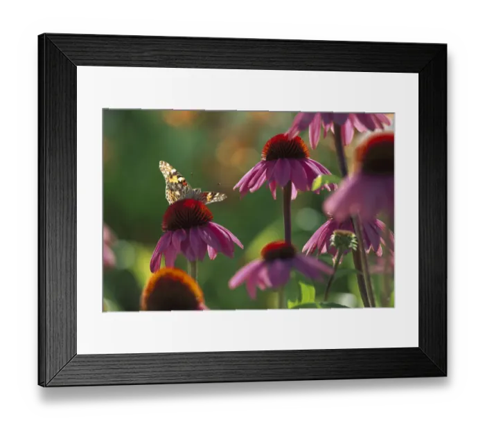 Framed Print : American Painted Lady (Cynthia virginiensis) butterfly on Coneflower (Echinacea sp) Framed Print : American Painted Lady (Cynthia virginiensis) butterfly on Coneflower (Echinacea sp)
