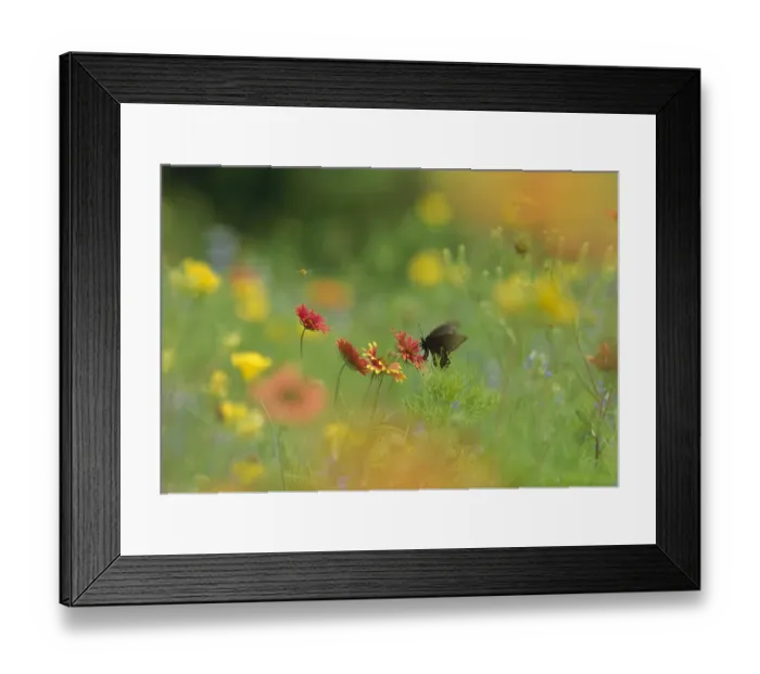 Framed Print : Butterfly feeding on nectar in a field of Indian Blanket (Gaillardia pulchella) Framed Print : Butterfly feeding on nectar in a field of Indian Blanket (Gaillardia pulchella)