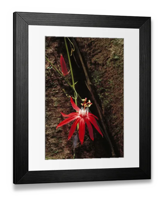 Framed Print : Perfumed Passion Flower (Passiflora vitifolia) flower, tropical Mesoamerica Framed Print : Perfumed Passion Flower (Passiflora vitifolia) flower, tropical Mesoamerica